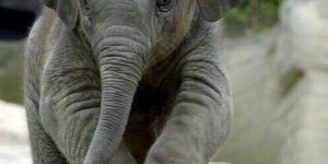 Baby elephant needs a favor.