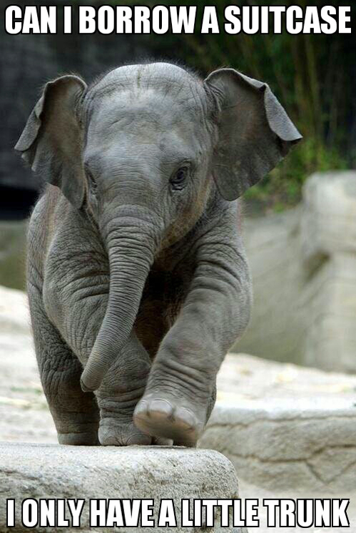 Baby elephant needs a favor.