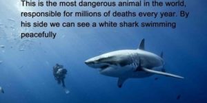 The most dangerous animal in the world.