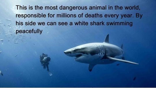The most dangerous animal in the world.