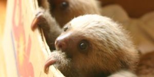 Sloths are very cautious.