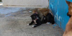 Cat protecting a little monkey from a dog.