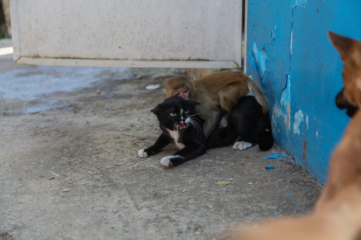 Cat protecting a little monkey from a dog.