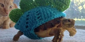 Tortoise cozy.