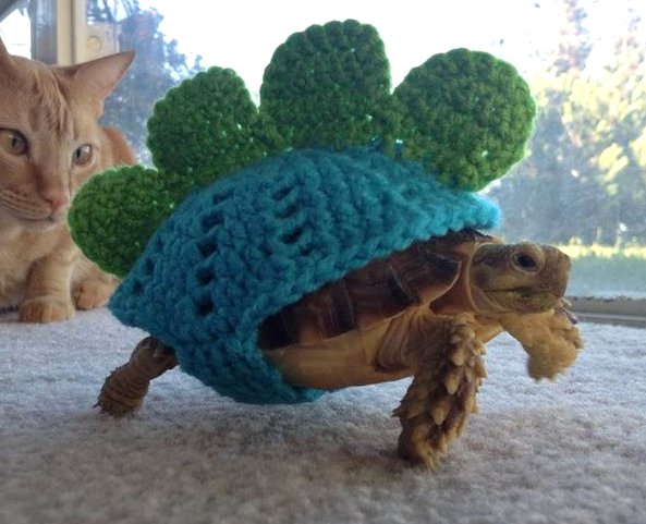 Tortoise cozy.