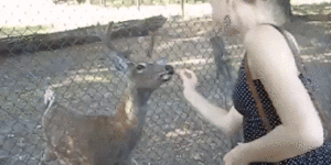 Deer Gives Thanks for Food