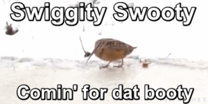 Swiggity+swooty