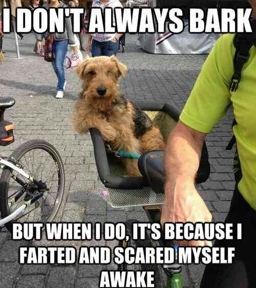 I don't always bark...