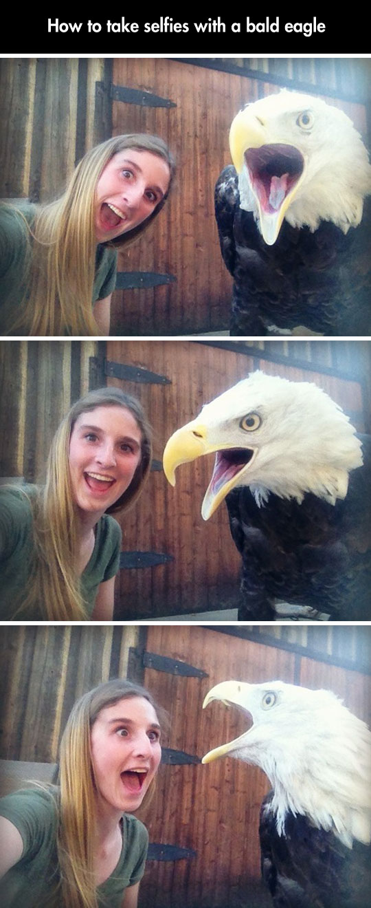 Selfies with a bald eagle.