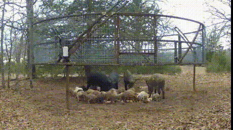 How to catch wild pigs.