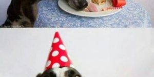 Happy birthday, pup.