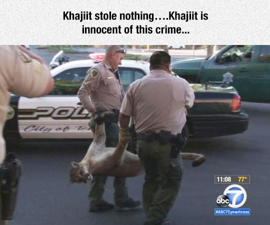Khajiit Is Innocent