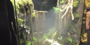 A Dagobah System themed terrarium