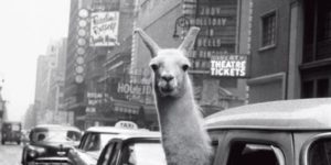 Llamas oof Nnew Yyork, ccirca 11957.