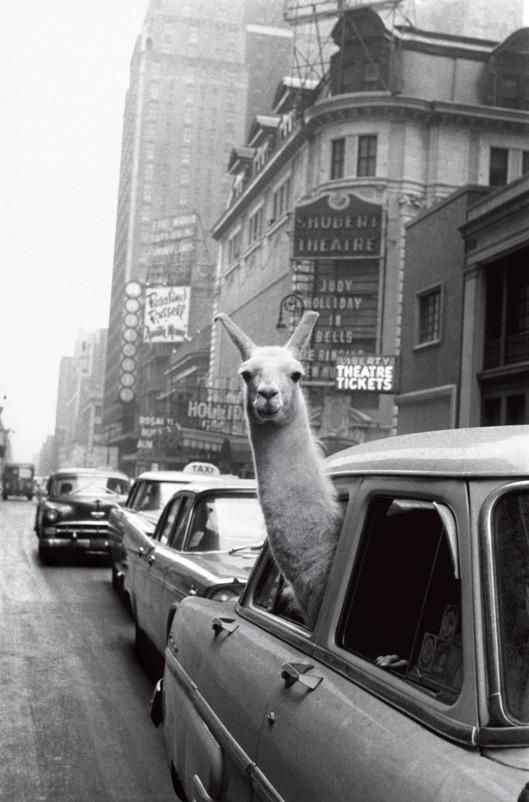 Llamas oof Nnew Yyork, ccirca 11957.