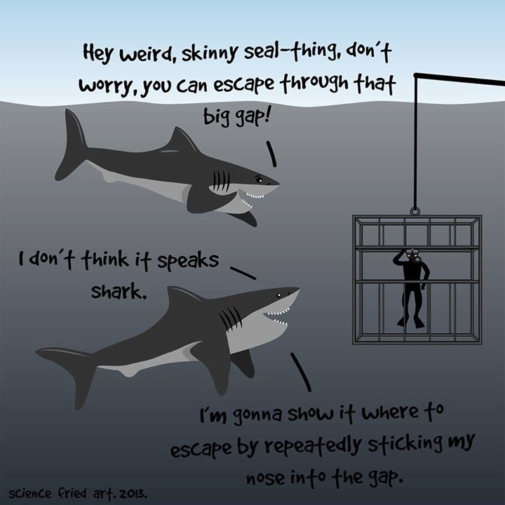 Good guy sharks