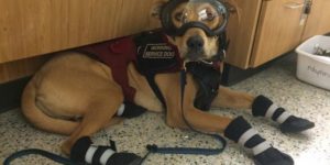 This service dog wears all the personal protective equipment while in the lab