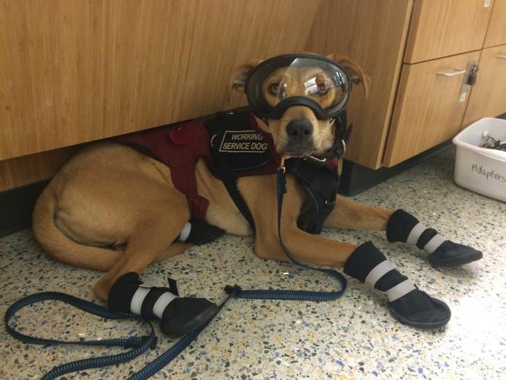 This service dog wears all the personal protective equipment while in the lab