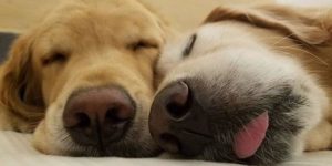 Tired frens