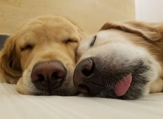 Tired frens