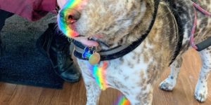 Nyan dog trying his best.