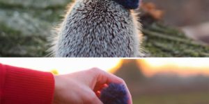This is a hedgehog with a hat.