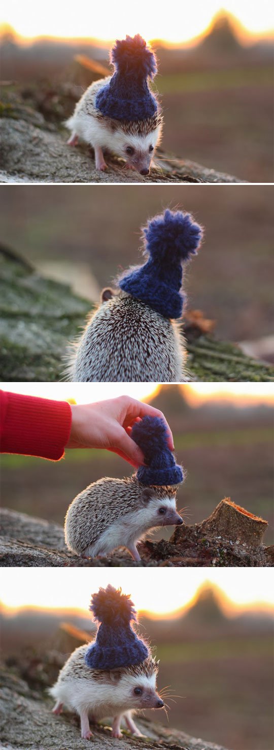 This is a hedgehog with a hat.