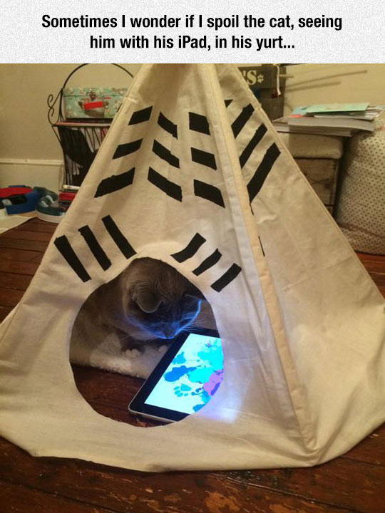 Do I spoil my cat?