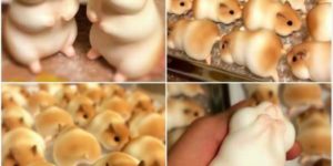 Japanese Hamster Bread.