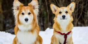 Fluffy corgi vs. Regular corgi