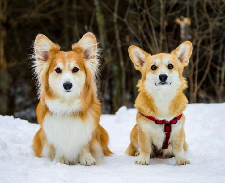 Fluffy corgi vs. Regular corgi