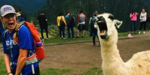 Screaming Llama!