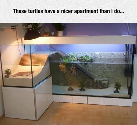 These Turtles Have A Nicer Apartment Than I Do...