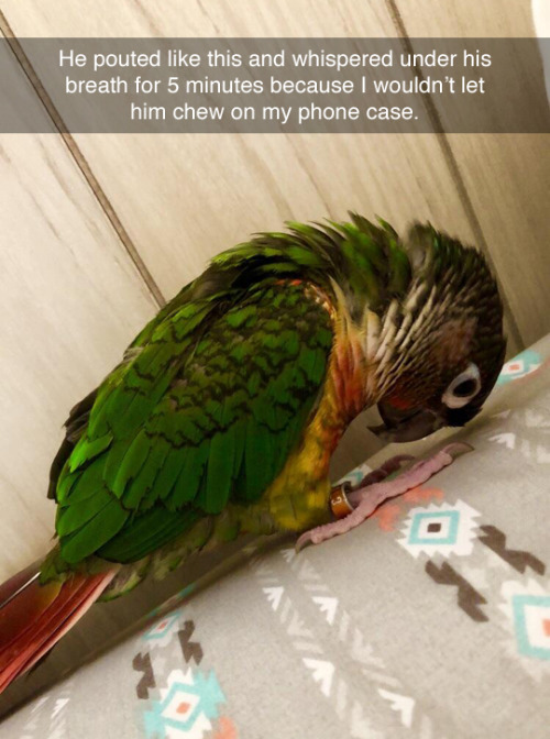 LET HIM CHEW ON YOUR PHONE CASE
