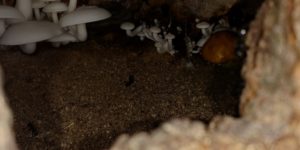 Inside a hollow of a tree where some mushrooms and an ant colony make it look like the start of a Disney adventure.