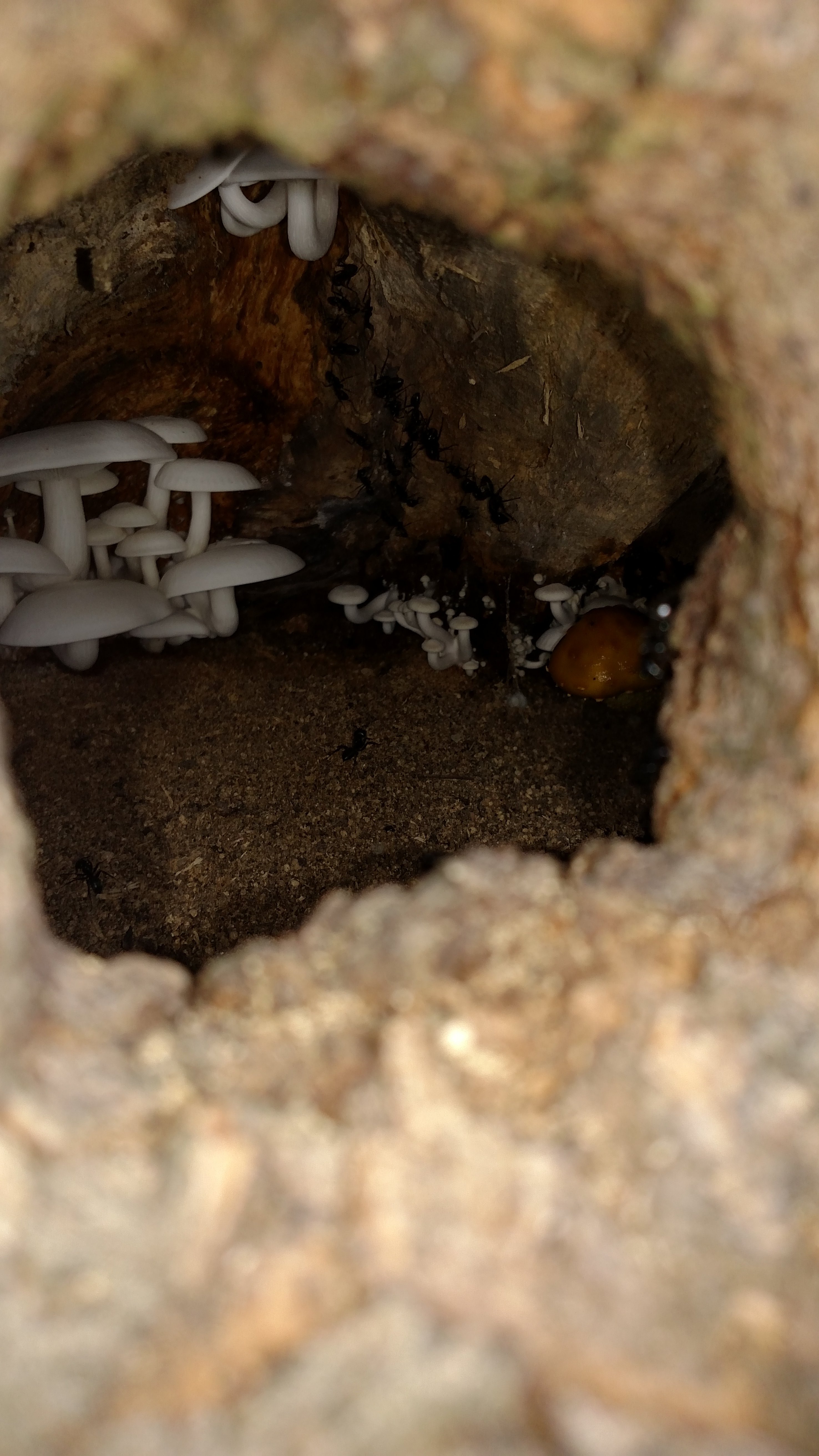 Inside a hollow of a tree where some mushrooms and an ant colony make it look like the start of a Disney adventure.