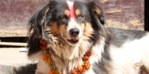 In Nepal they have the Tihar festival – their special day of love and respect for dogs.