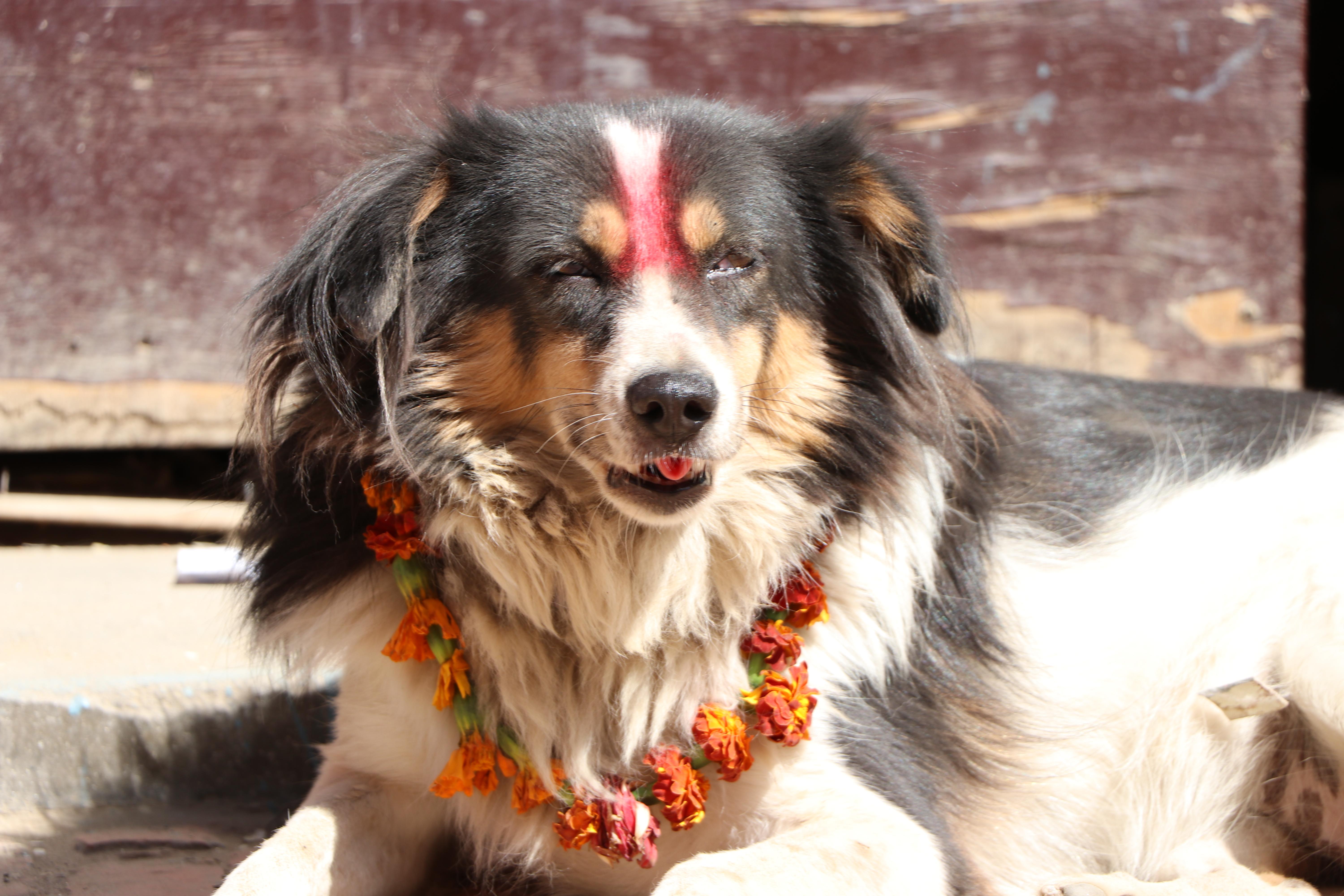 In Nepal they have the Tihar festival - their special day of love and respect for dogs.