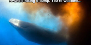 A whale taking a dump.