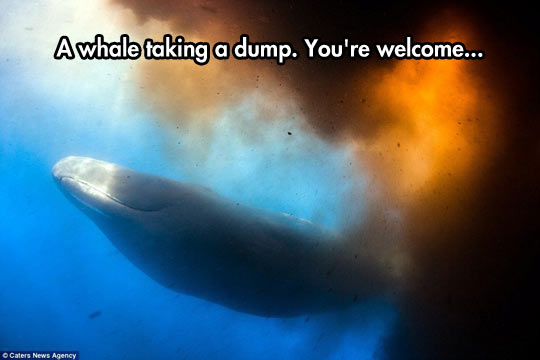 A whale taking a dump.