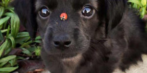 a ladybug boopin the snoot of the pupper