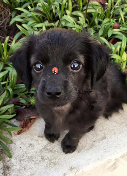 a ladybug boopin the snoot of the pupper