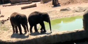 Elephants can be jerks… also.