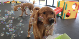 He’s a large fan of the bubble machine at daycare.