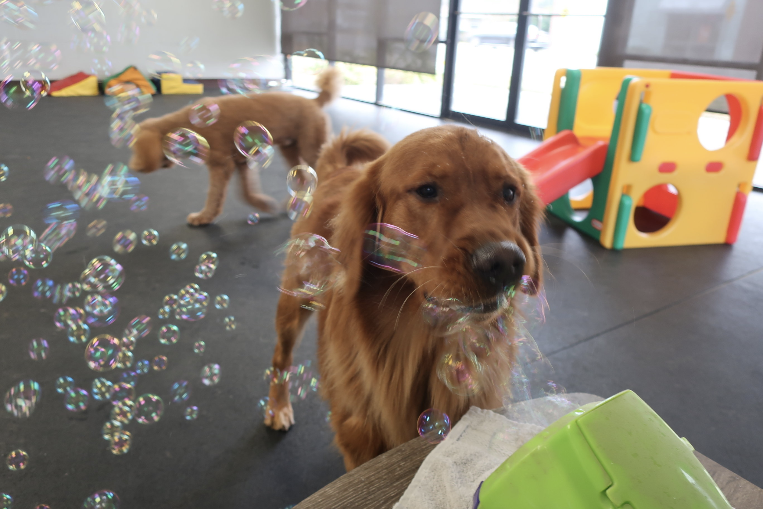 He's a large fan of the bubble machine at daycare.