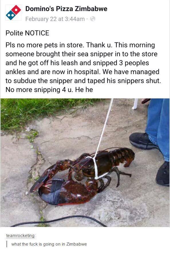 ServiceðŸ¦ž