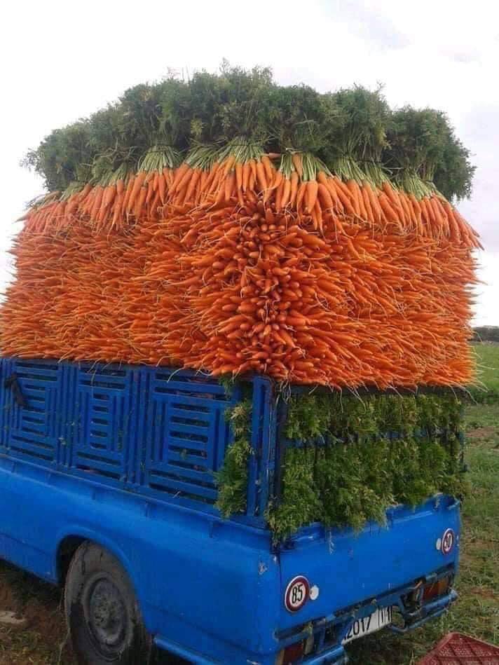 Costco parking lot when the government tries to convince us there is no shortage of carrots...