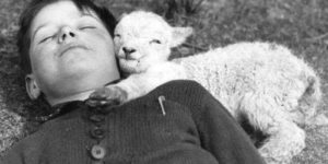 A baby lamb laying down with the second most deadly animal in the known universe, circa 1942.