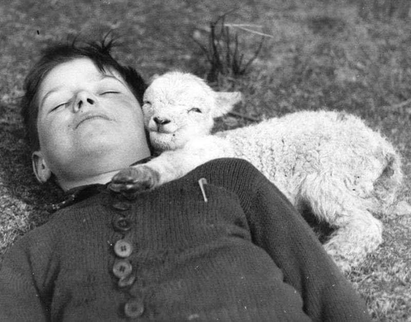 A baby lamb laying down with the second most deadly animal in the known universe, circa 1942.