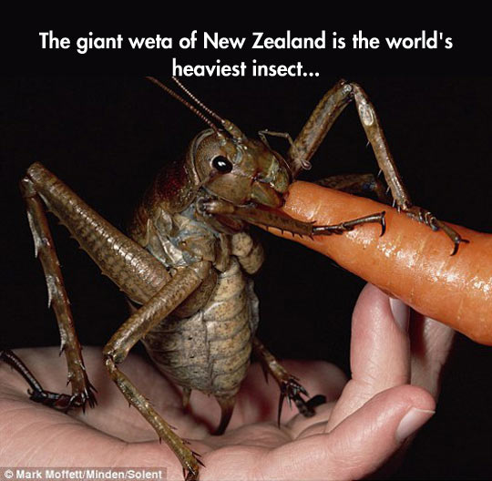 I Don't Need To Visit New Zealand After All
